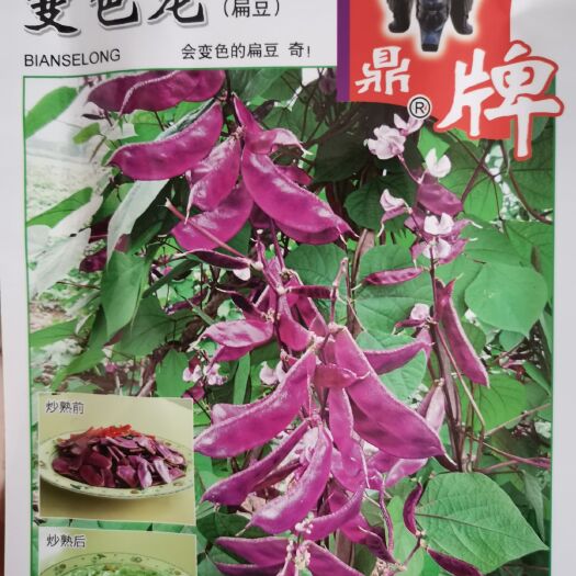 夏邑县鼎牌变色龙扁豆种子，特早熟，鲜荚紫红，炒熟后翠绿
