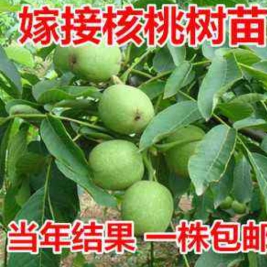 平邑县 纸皮核桃苗嫁接核桃苗8518核桃苗 基地直销现挖现卖全国包邮