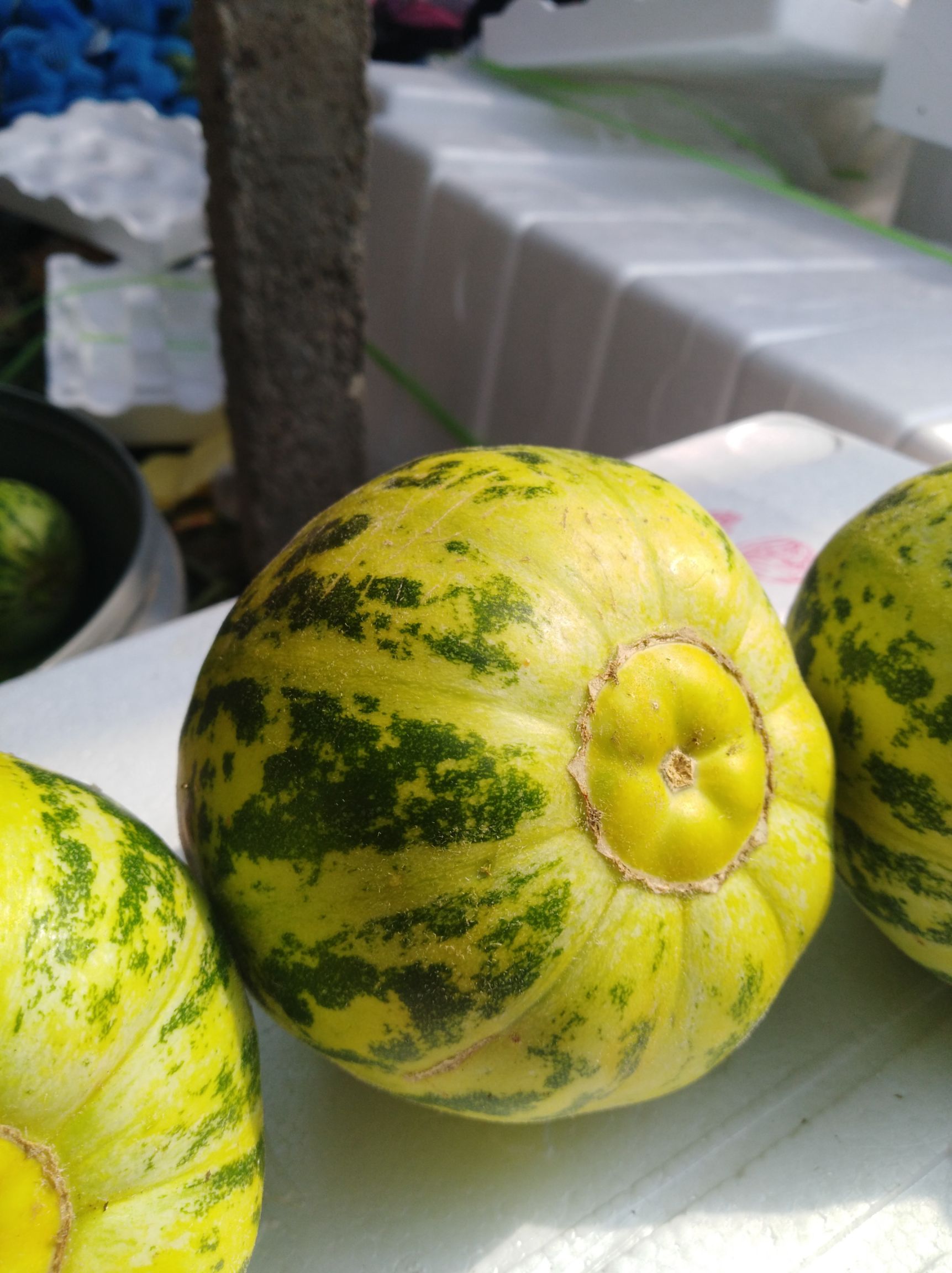花蕾、豹点甜瓜  <产地直发>