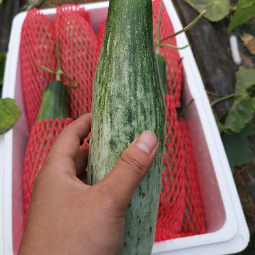寿光市羊角蜜甜瓜  精品羊角蜜大量上市