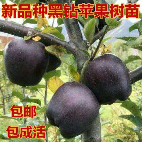 黑钻苹果树苗 黑钻苹果苗基地直销现挖现卖全国包邮保真保活保挂果