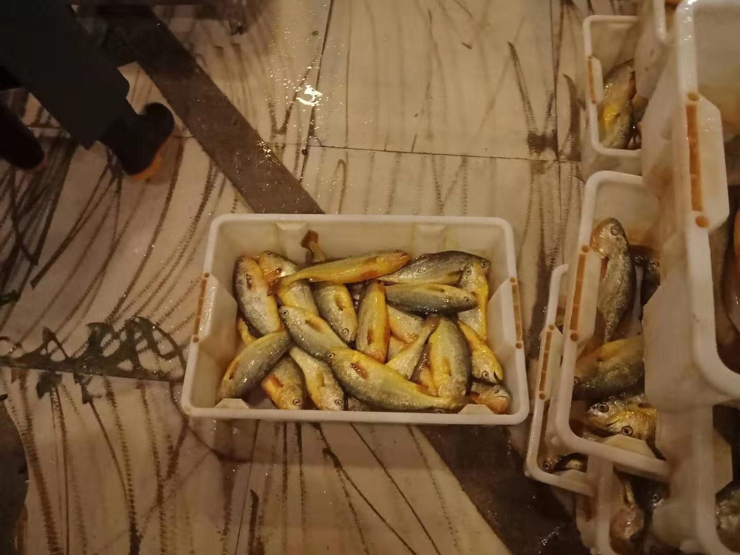  冰鲜黄花鱼，当天捕捞，全国发货