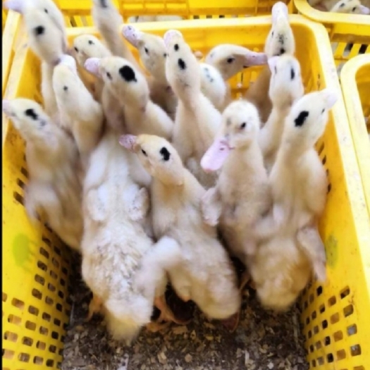 南宁 一点头鸭苗