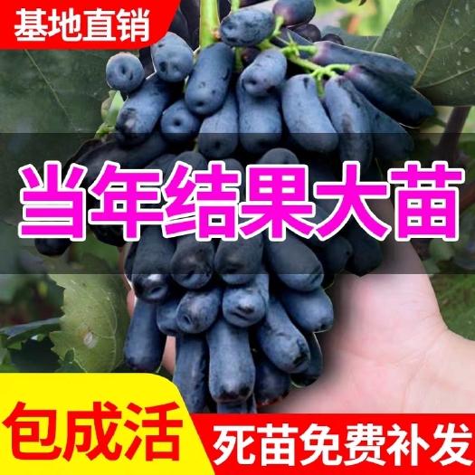 平邑县蓝宝石葡萄苗 基地直发 品质保证，包活死苗补发