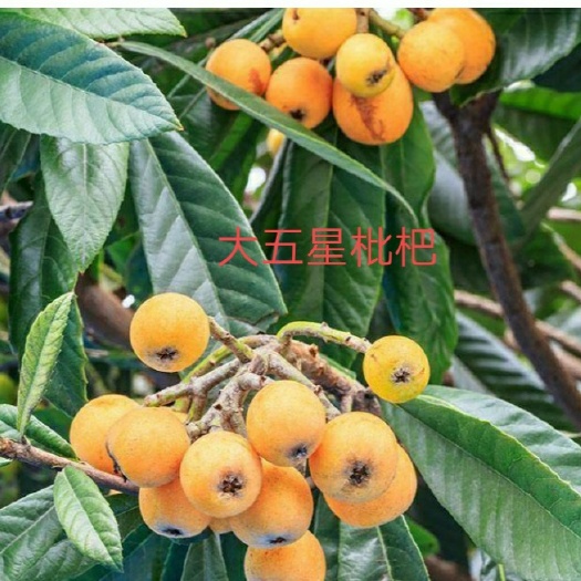 灵山县大五星枇杷苗