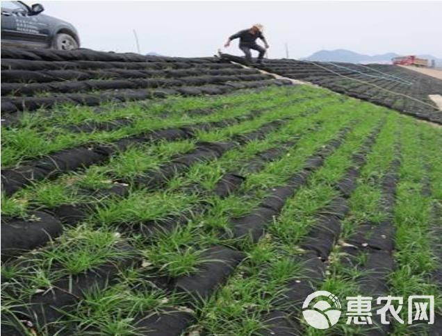  厂家定制绿化护坡生态袋 河道治理40*80生态袋