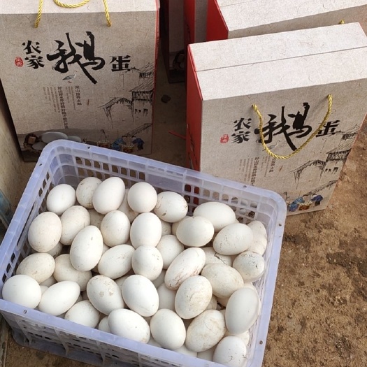 舞钢市 新鲜散养鹅蛋，