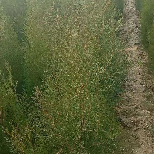 绛县 侧柏苗