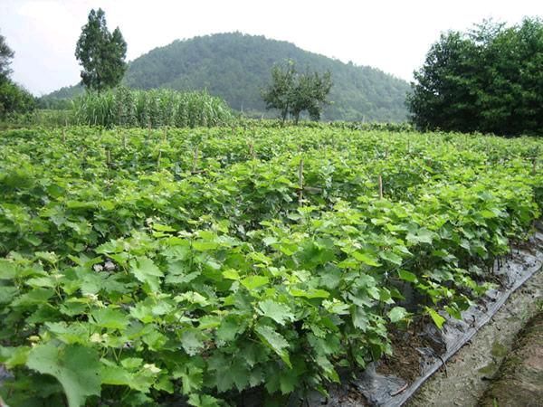  嫁接扦插 地栽盆栽爬藤庭院 美人指葡萄苗 北方南方种植葡萄