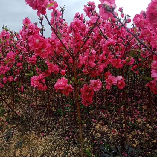 阳朔县桃花心木  青叶碧桃