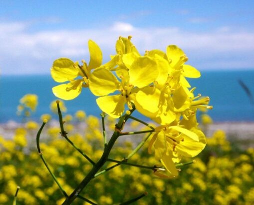 郓城县油菜籽  观赏油菜花籽油菜花种子
