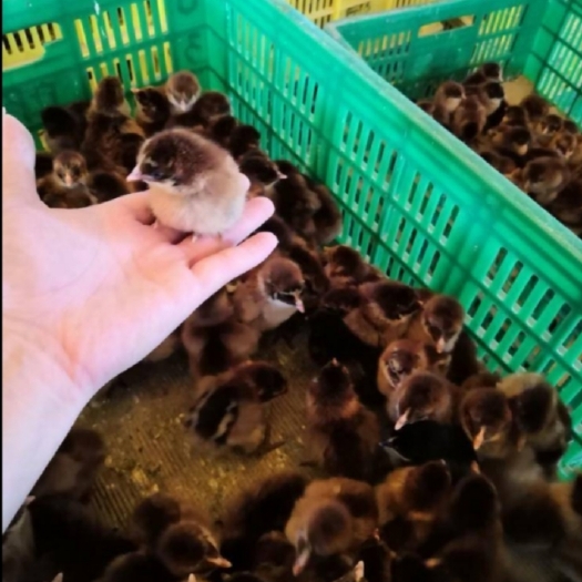 南宁 黑窑鸡苗  母