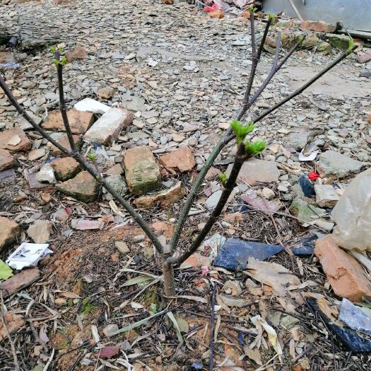 樟树市吴茱萸苗 售二年以上江西中花吴茱萸树苗，图片中规格