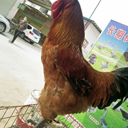 南宁铁脚麻鸡苗 铁脚麻