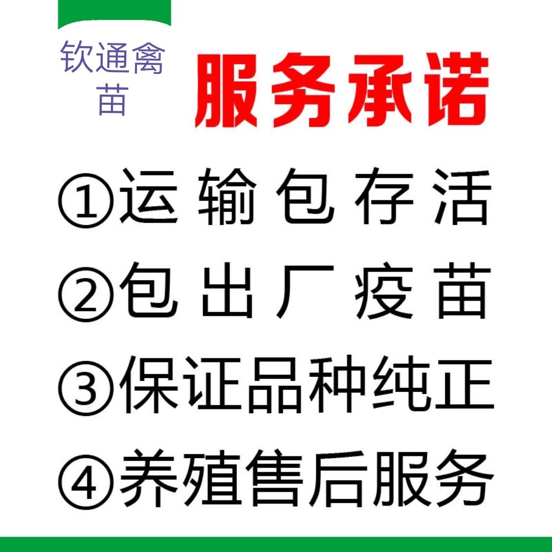 狮头鹅苗