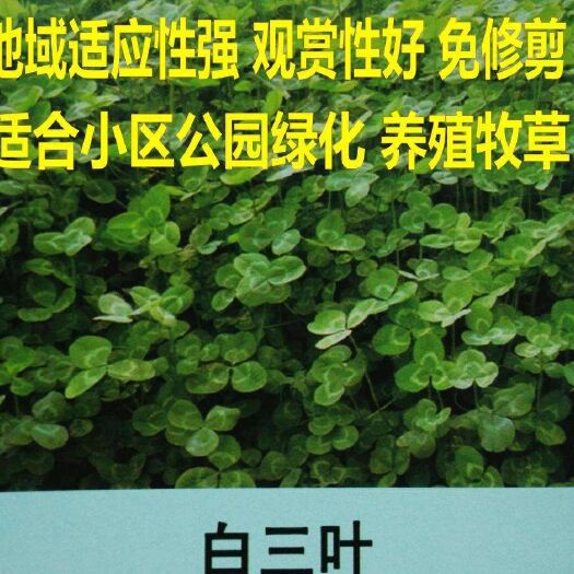 郓城县三叶草种子白车轴草种子白三叶种子果园绿肥种子