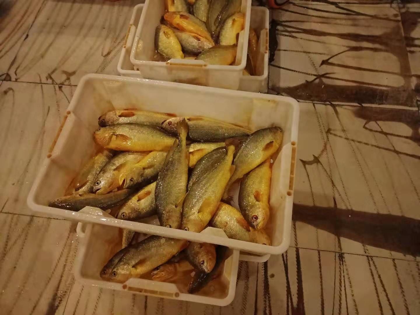  冰鲜黄花鱼，当天捕捞，全国发货