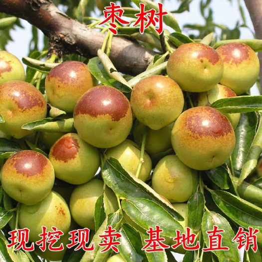 平邑县 沾化冬枣苗基地直供结果多多适合南北方种植保湿发货