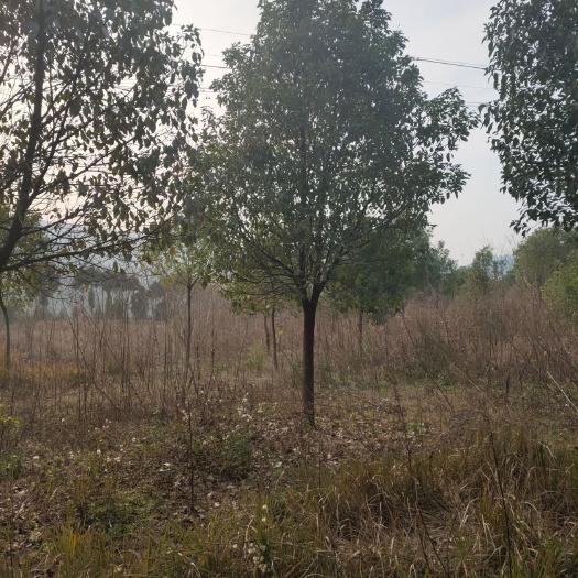 苍溪县 香樟树