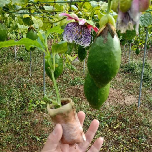 灵山县 香蜜木瓜百香果苗果子达到2斤一个