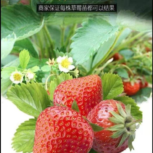 平邑县 香蕉草莓苗 基地直销现挖现卖全国包邮发货保活保品种