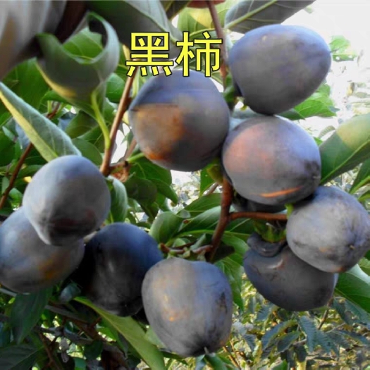 平邑县 黑柿树苗基地直供结果多多嫁接苗