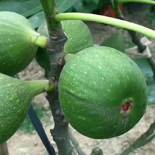 重庆市波姬红无花果苗 无花果苗嫁接苗，基地直销，价格美丽，欢迎光临