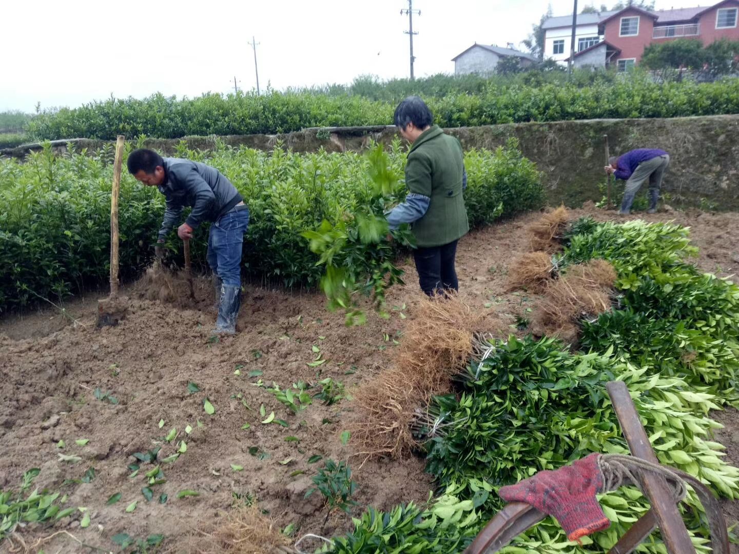  不知火苗，丑橘，凸顶柑橘，基地直销价格美丽