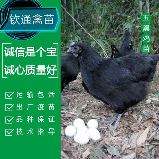 惠州 五黑鸡苗