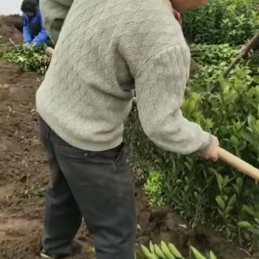 永修县纽荷尔脐橙苗 正宗纽赫尔脐橙苗。