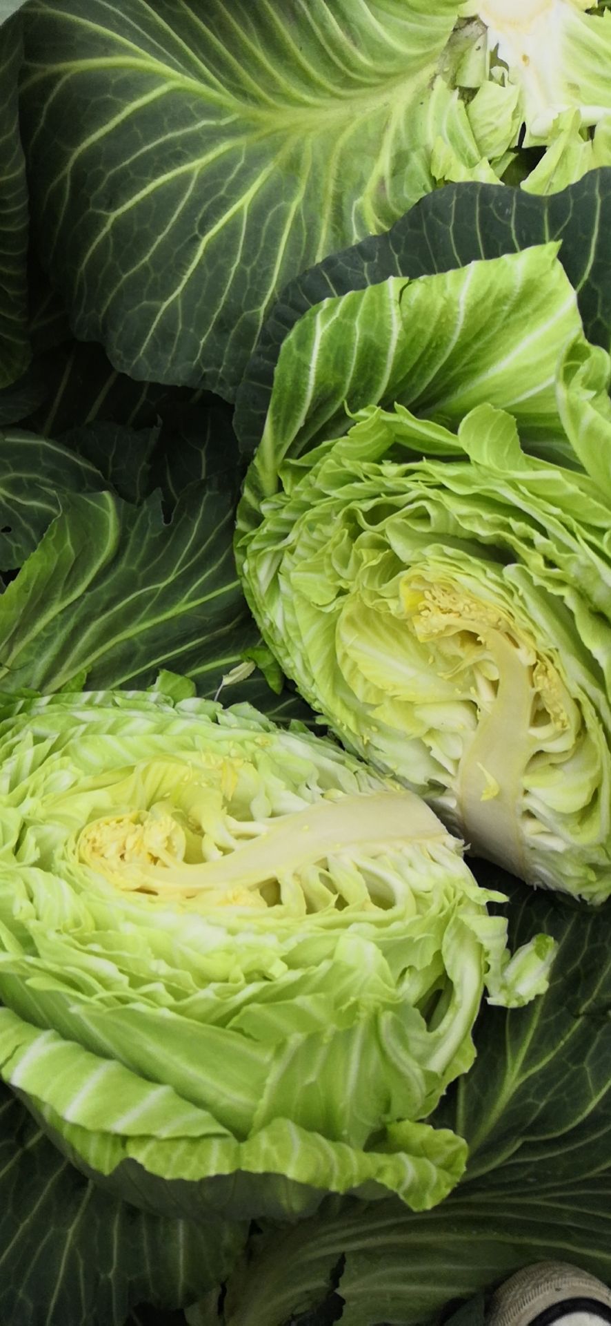 莲花白包菜 高山莲花白