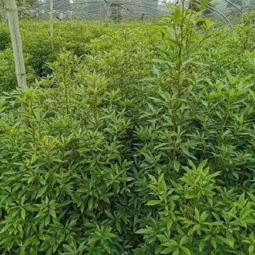 成都 桢楠小苗，楠木苗，金丝楠木小苗批发