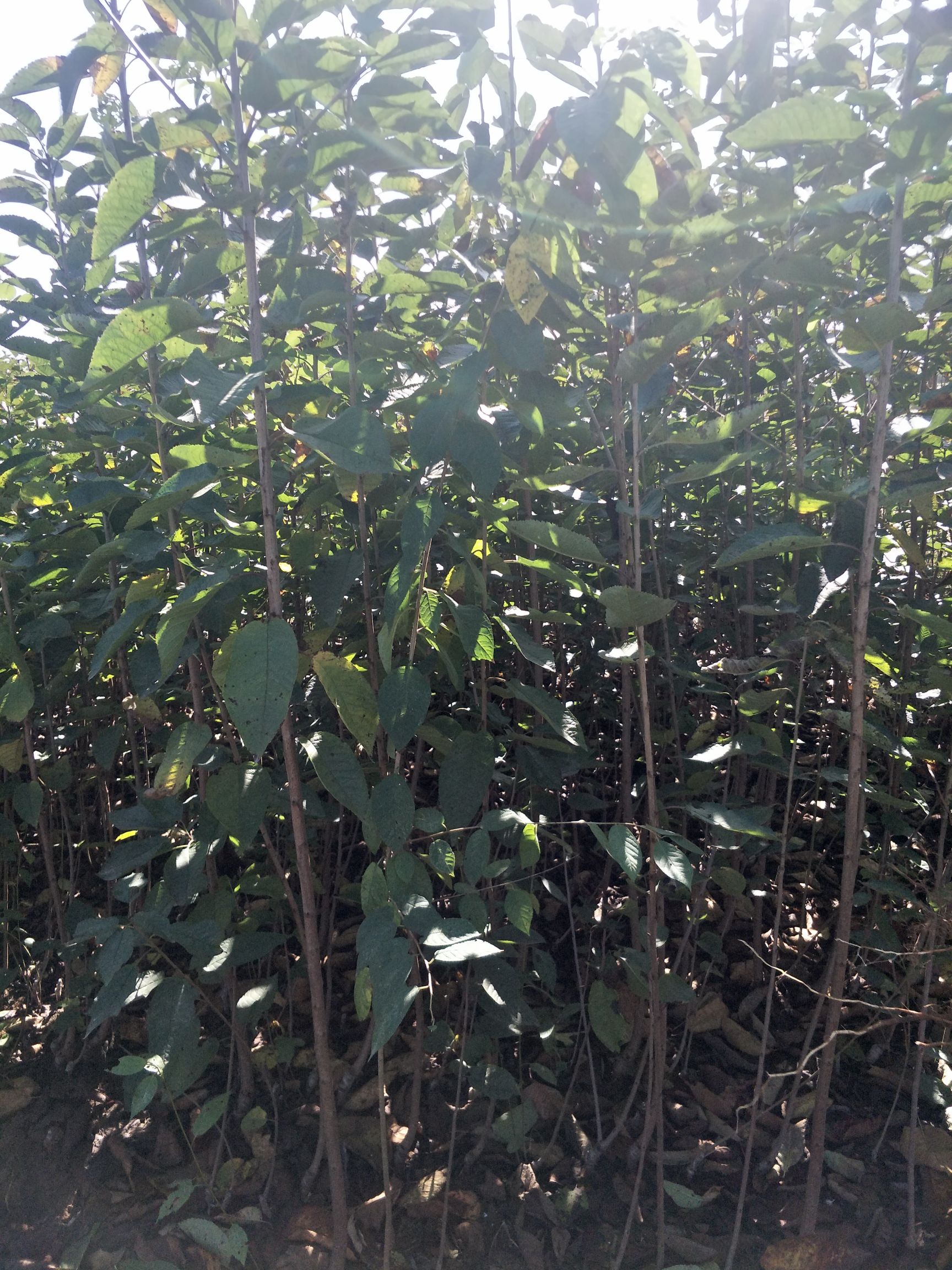 苹果树苗 红露苹果树苗   华硕苹果苗，龙威苹果苗，品种保证