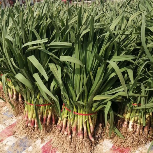 丰县 丰县冬季现挖红根大蒜苗 微泥紫皮蒜苗 香蒜苗 时令蔬菜◤优