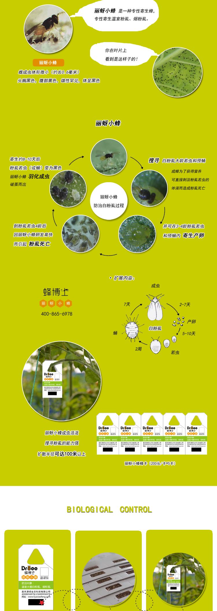 生物防治虫 烟粉虱、温室粉虱生物天敌-丽蚜小蜂