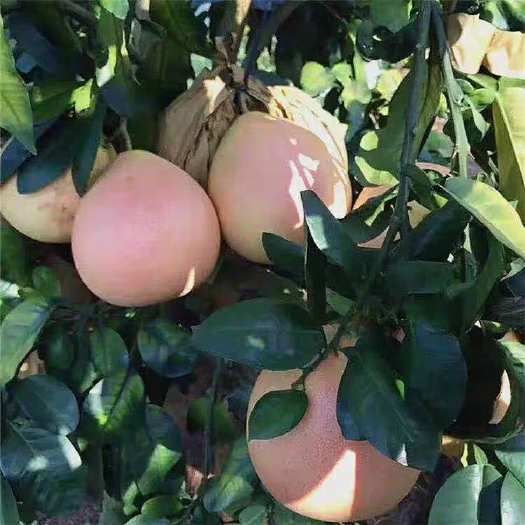 永修县三红蜜柚苗 三红蜜柚。