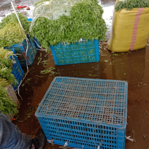 南京青藜蒿 芦蒿