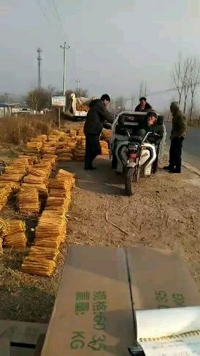 安平县小白嘴山药  大量有货，客户来了随时装车，价格优惠