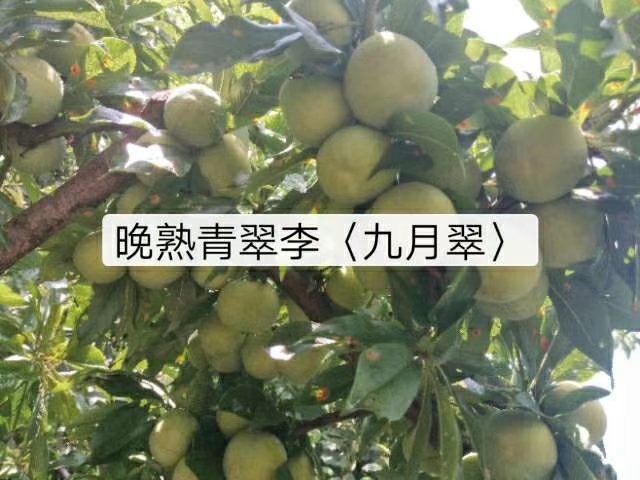 苍溪县青脆李苗  清脆李苗 脱骨清脆李晚熟李 成活率高挂果快爆款热