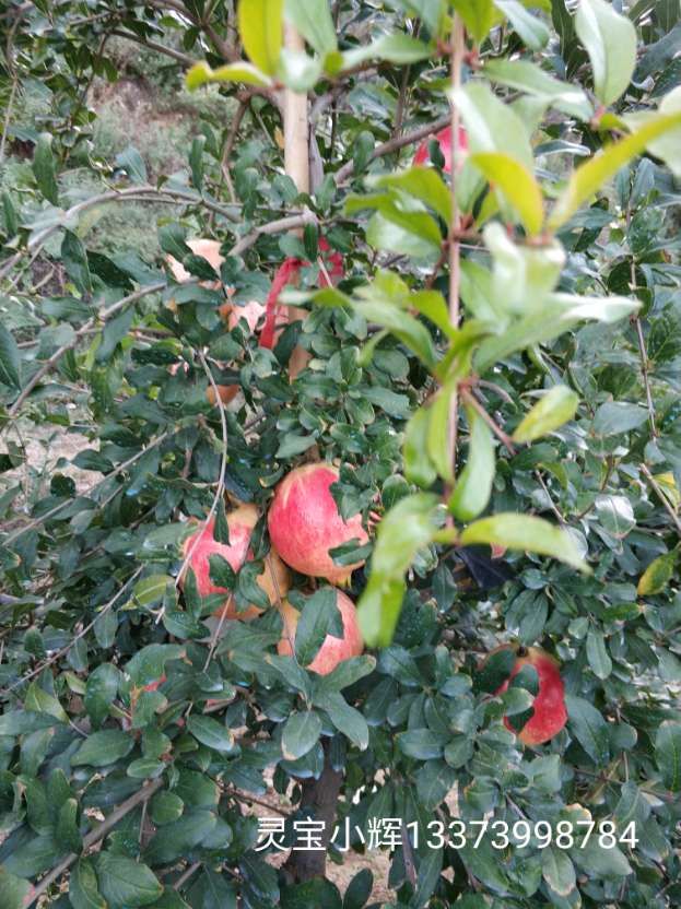  软籽石榴树苗