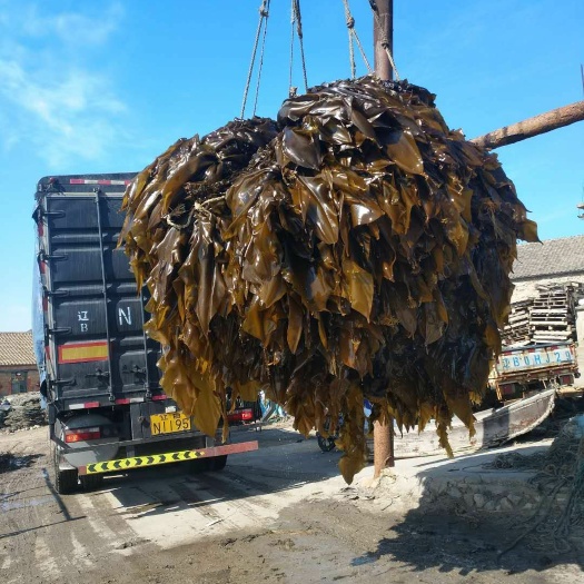 大连大连海带 大连人工养植无污染产地直销自家养植保证质量现割现卖新鲜