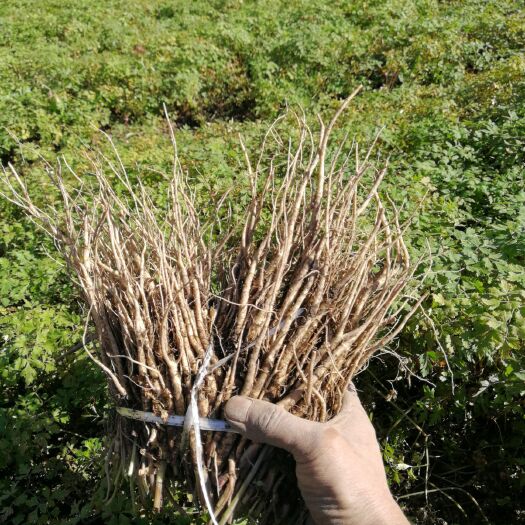 当归苗  岷当归苗产地供货一手货源技术支持