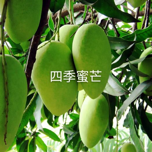 灵山县四季芒果苗 四季蜜芒，可食率高达75%。核薄、清甜、香味浓郁、无公害、富