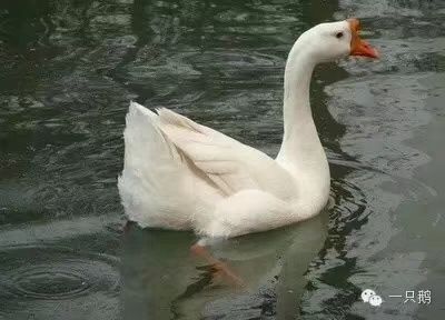 沭阳县 白鹅