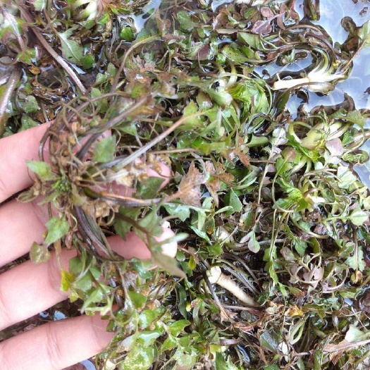 丰县天然荠菜
