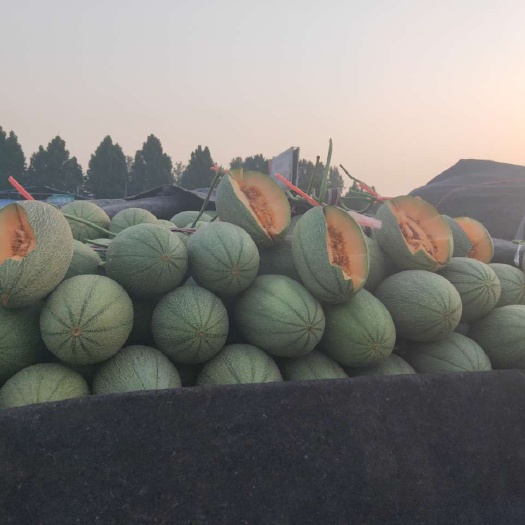 莘县晓密25！哈密瓜产地直发