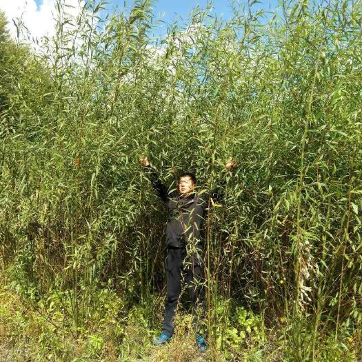  竹柳苗 美国竹柳 柳树 扦插 抗盐碱 工程苗木 生物质发电