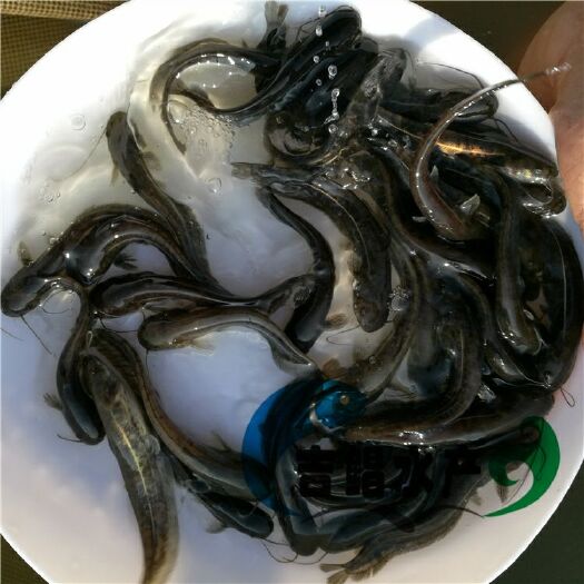 广州鲶鱼苗  鲶鱼/塘角苗/三黄杂交/大口杂交/杂交大口鲶