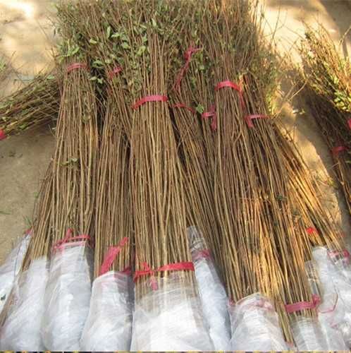 绿化苗木紫薇小苗红花紫薇树苗 庭院别墅美化苗圃工程用苗