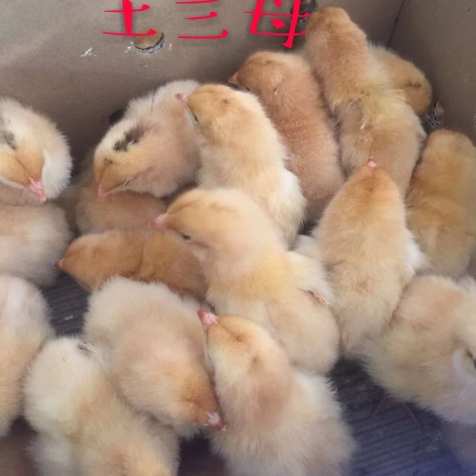 广州三黄鸡苗 农科院土三母